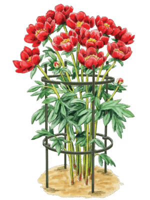 8599858_0001_art-tif.png Titan Peony Supports, Medium, Set of 2