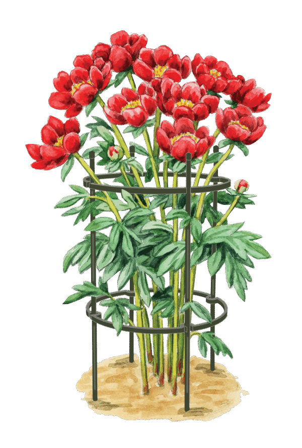 Titan Peony Supports, Medium, Set of 2