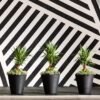 Madison Planters