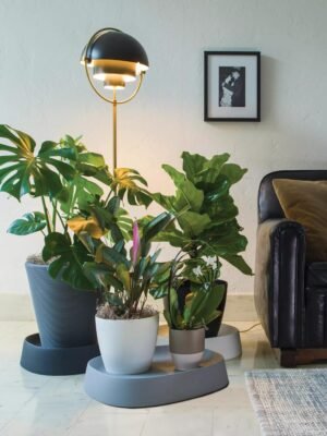 Pebble Plant Caddy