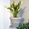 Brunello Planters