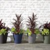 Madison Planters