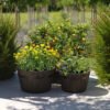VegTrug Barrel Planter, 2 Pack